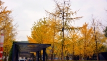 成都計(jì)算機(jī)應(yīng)用技術(shù)大專(zhuān)有哪些