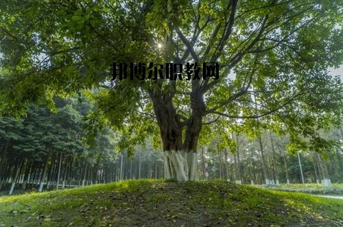 四川檔案學(xué)校2020年報(bào)名條件、招生要求、招生對象